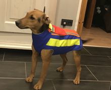 Drückjagd - Meutejagd - Treibjagd - Stöberhunde

